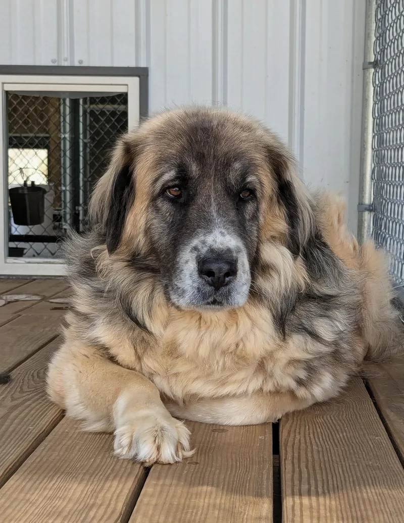 An adult large-sized male Bicolor Shepherd dog named Rex for adoption in Leesburg, AL