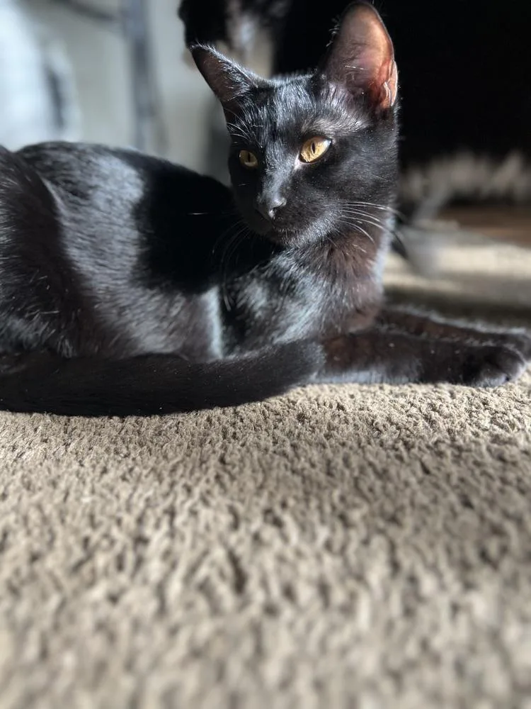 A baby medium-sized male Domestic Short Hair cat named Puma for adoption in Dallas, TX