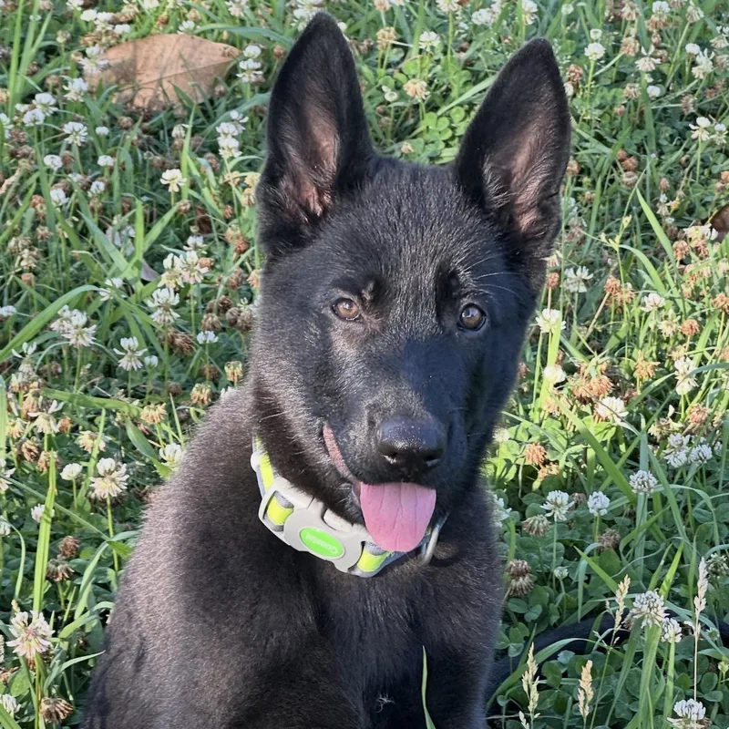 A baby large-sized female Black German Shepherd Dog dog named Laika for adoption in Corinth, MS