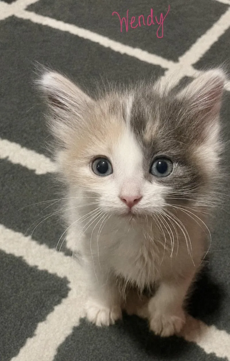 A baby medium-sized female American Shorthair cat named Wendy  Willow & for adoption in Goodyear, AZ