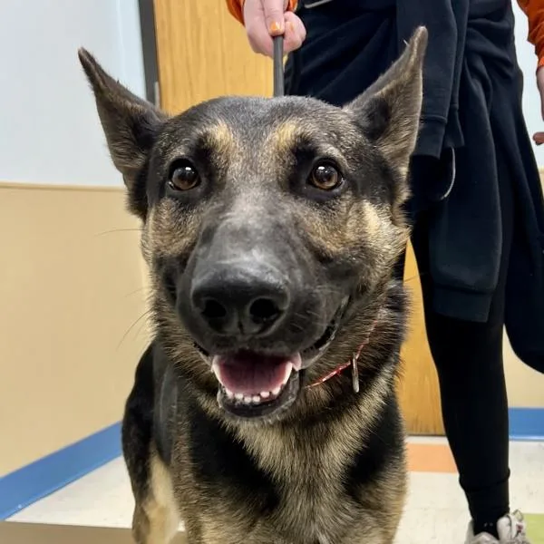 A young large-sized male German Shepherd Dog dog named Toby for adoption in Sioux City, IA