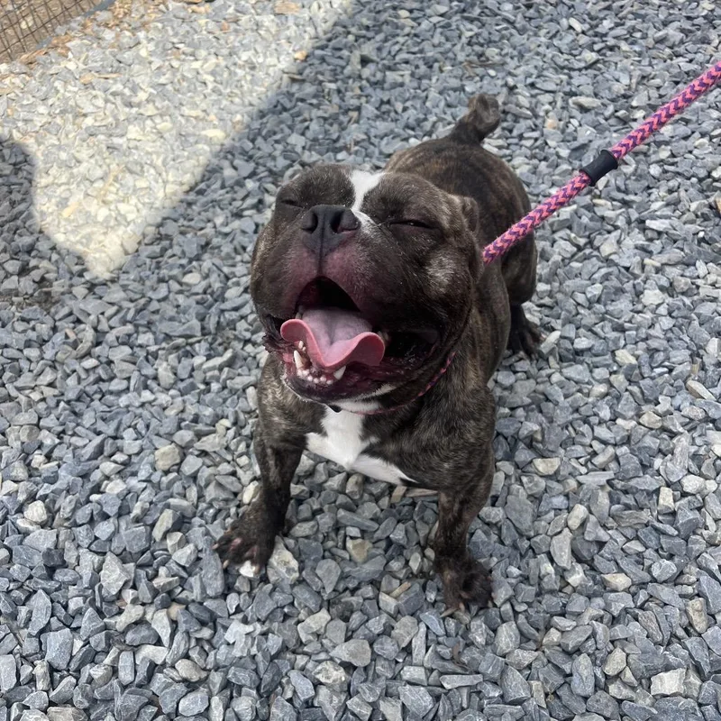 An adult medium-sized male Brindle Mixed Breed dog named Chunk for adoption in Wappingers Falls, NY