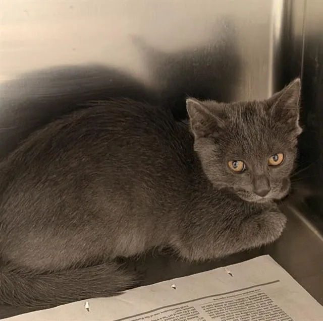 A baby small-sized female Domestic Short Hair cat named Minino for adoption in Jacksonville, FL