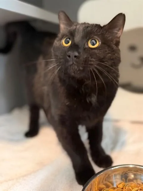 A young medium-sized male Domestic Short Hair cat named Edward Cullen for adoption in Leesburg, VA