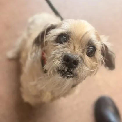 An adult small-sized female Mixed Breed dog named Diamond Scarlett for adoption in Philadelphia, PA
