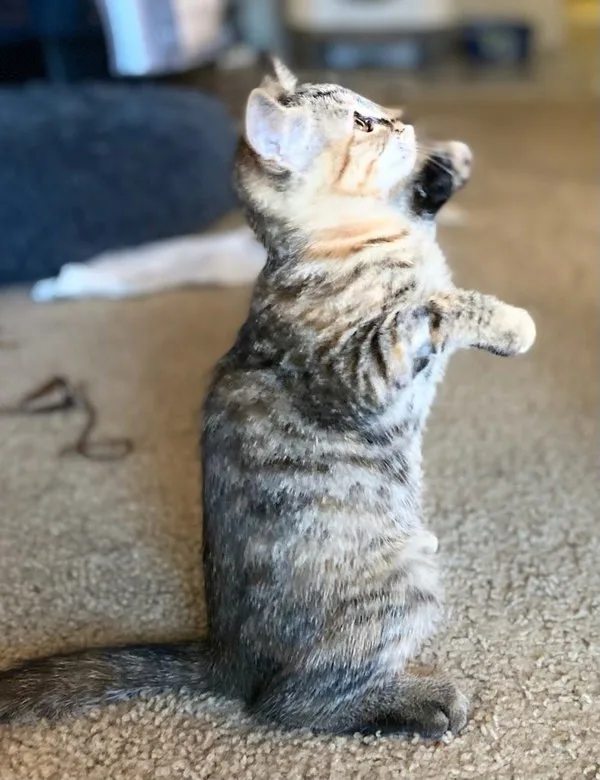 A baby medium-sized female Domestic Short Hair cat named Kismet for adoption in Bonsall, CA