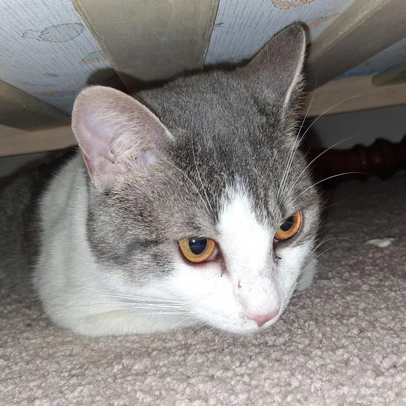 Coco thumbnail 2
