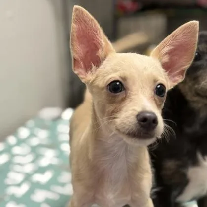 A baby small-sized male Chihuahua dog named Chevy for adoption in Worcester, MA