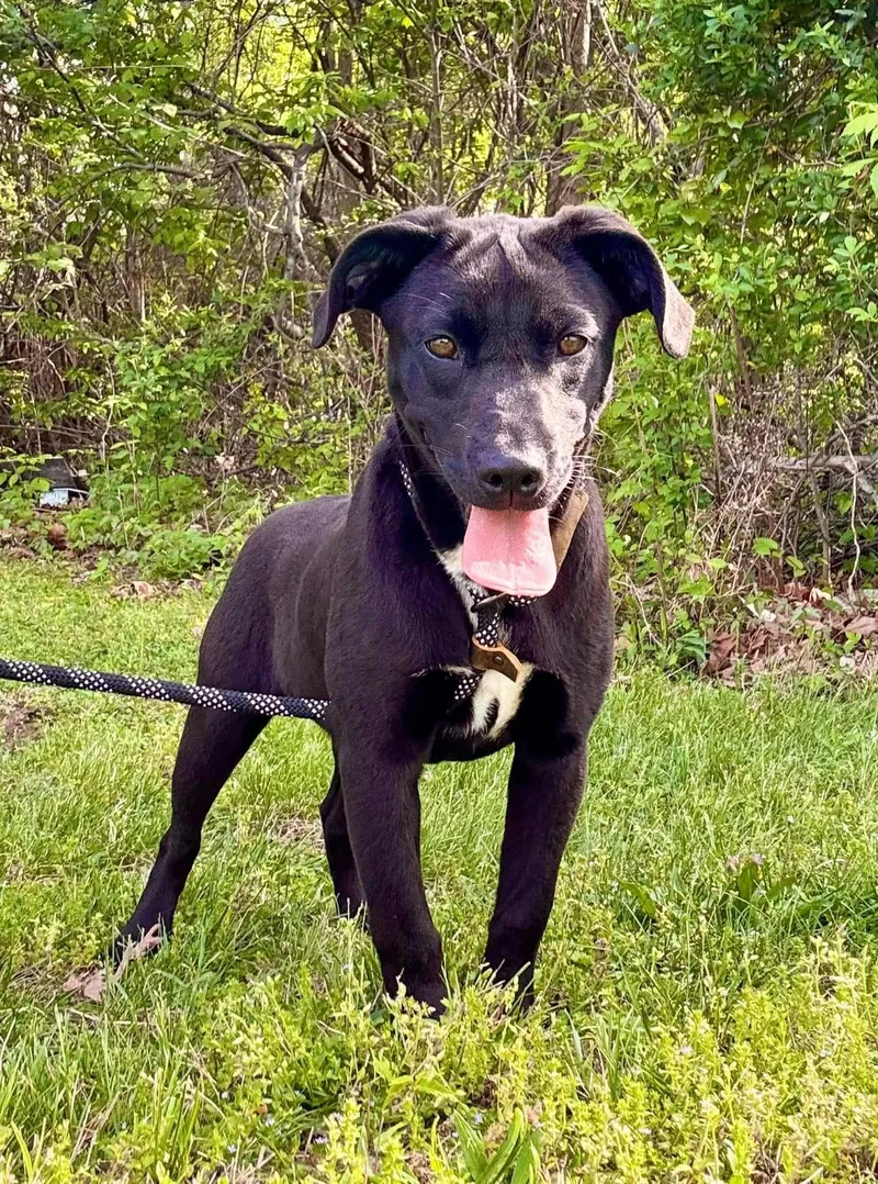 A young medium-sized female Brown / Chocolate Labrador Retriever dog named Sophie for adoption in Waverly, TN