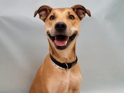 An adult large-sized female German Shepherd Dog dog named Juna for adoption in Coon Rapids, MN