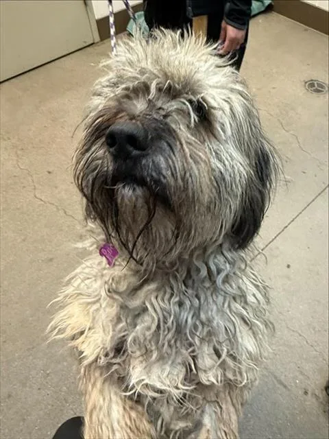 An adult small-sized male Wheaten Terrier dog named Oliver for adoption in Tucson, AZ