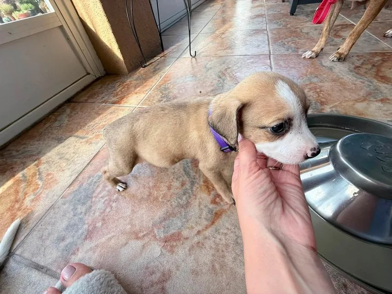 A baby small-sized female Tricolor (Brown, Black, & White) American Bulldog dog named Harper  Hattie for adoption in Lakeland, FL