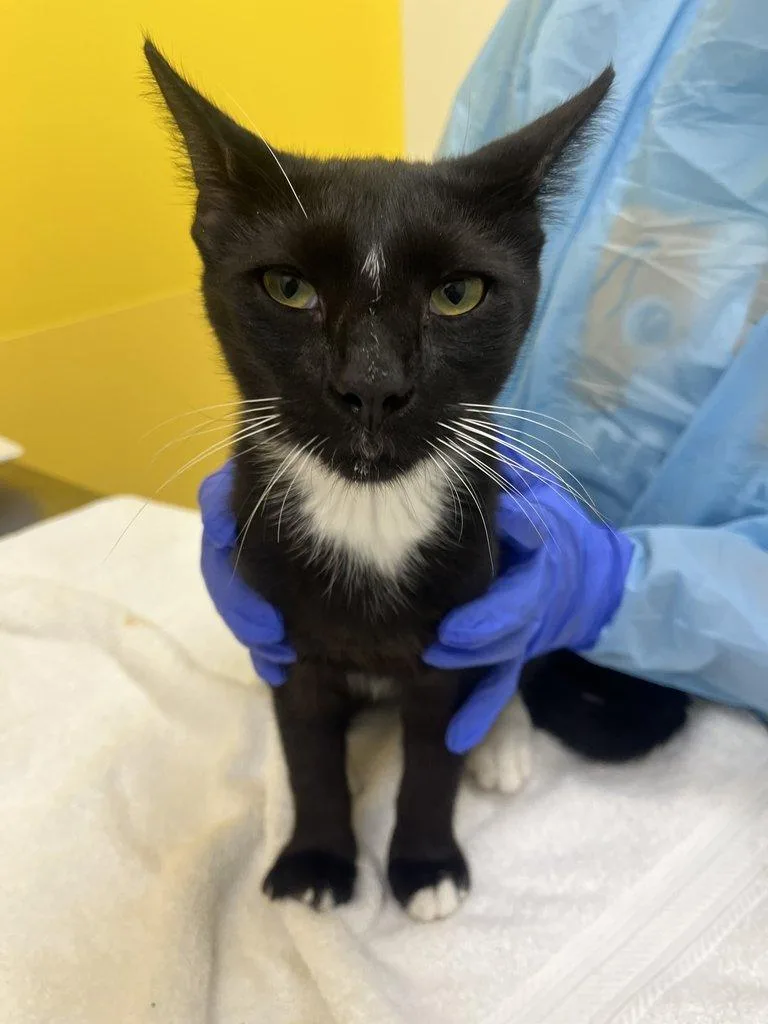 A baby small-sized male Black & White / Tuxedo Domestic Short Hair cat named Hairy Pawter for adoption in Raleigh, NC
