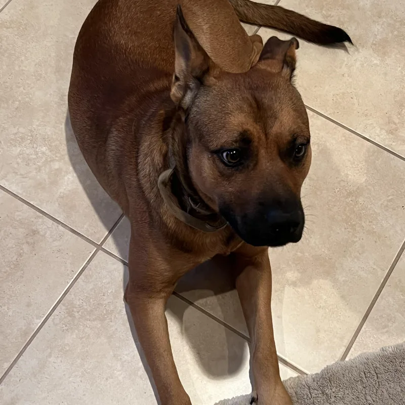 A young large-sized male Bicolor Mixed Breed dog named Rey for adoption in LEHIGH ACRES, FL