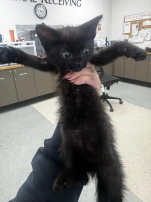 A baby small-sized female Domestic Short Hair cat named Shelly for adoption in Van Nuys, CA