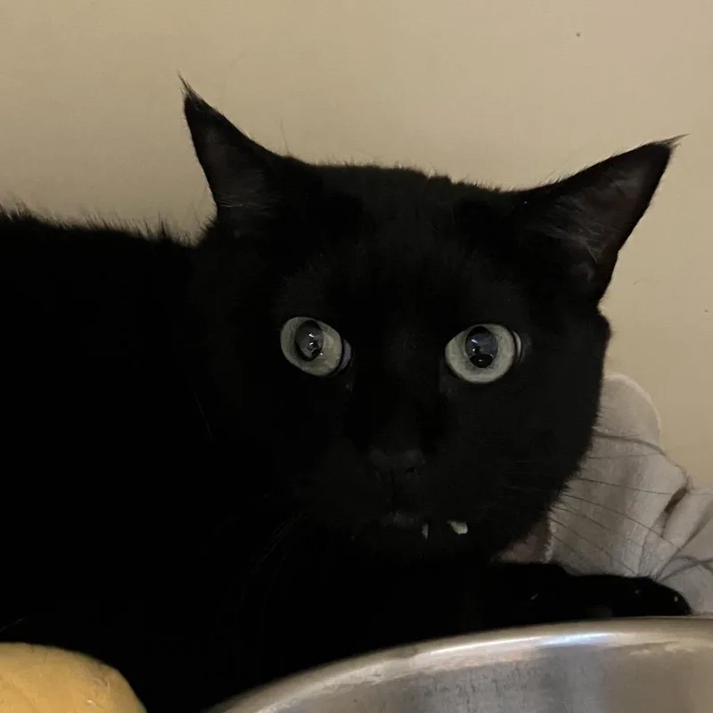 An adult large-sized female Black Domestic Short Hair cat named Maple for adoption in DeKalb, IL