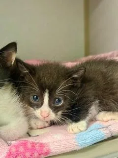 A baby medium-sized male Black & White / Tuxedo Domestic Short Hair cat named Mulligan for adoption in Winter Haven, FL