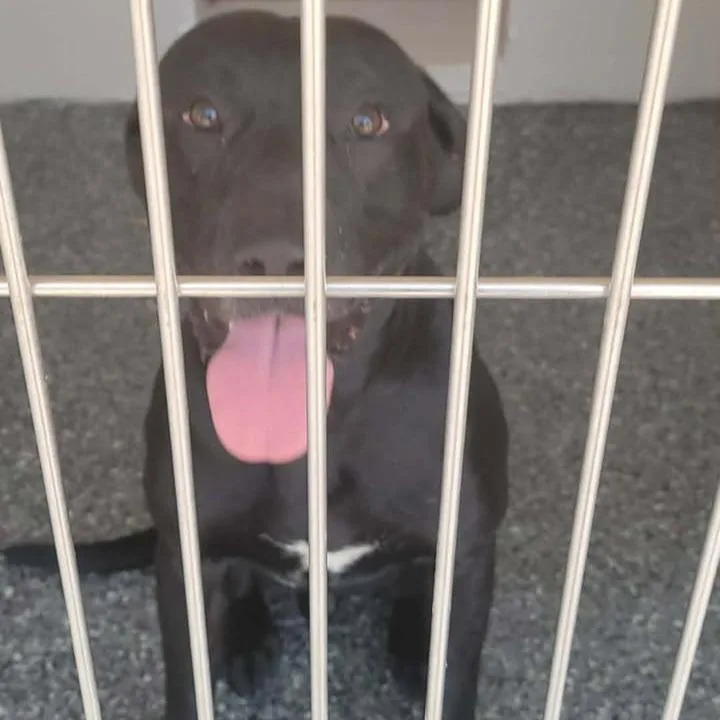 An adult medium-sized male Black Labrador Retriever dog named Duff for adoption in Buchanan Dam, TX