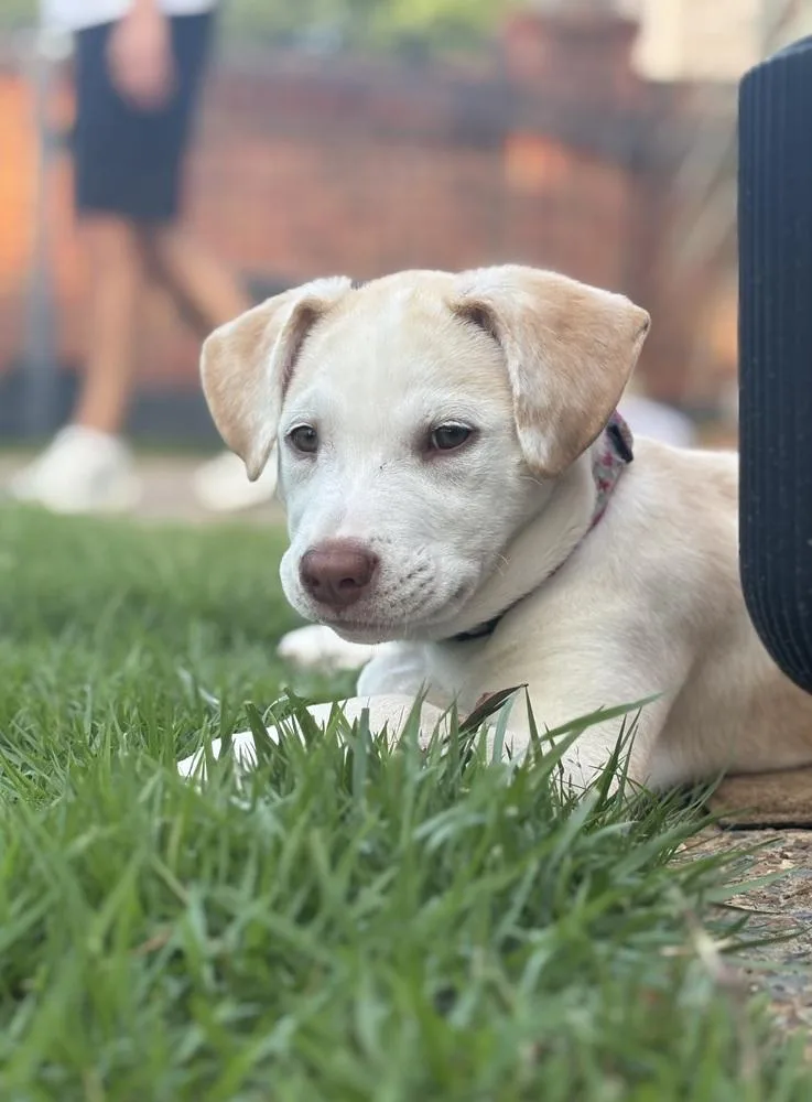 A baby large-sized female Labrador Retriever dog named Charlotte for adoption in Horn Lake, MS
