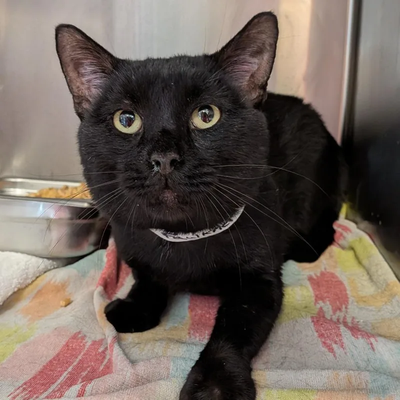 An adult large-sized male Black Domestic Short Hair cat named Faulkner for adoption in Birmingham, AL