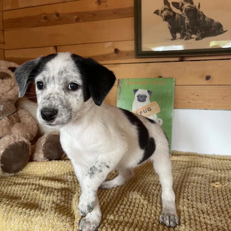 A baby small-sized female Cattle Dog dog named Jemma for adoption in Vacaville, CA