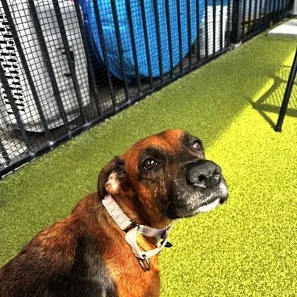 A young medium-sized female Mixed Breed dog named Kanga for adoption in Merriam, KS