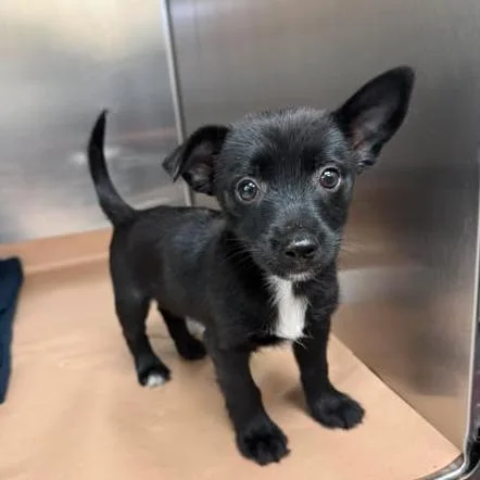 A baby small-sized male Black Chihuahua dog named Benny for adoption in Bastrop, TX