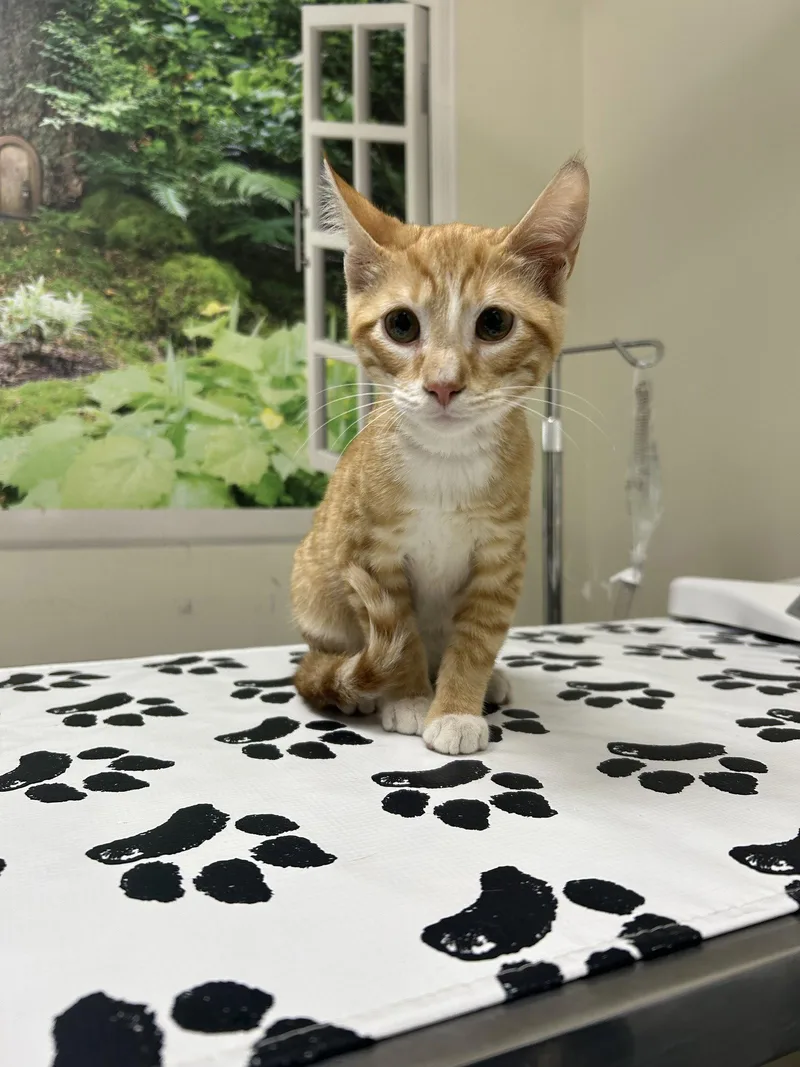 A young medium-sized male Orange / Red Domestic Short Hair cat named Cheddar for adoption in Lancaster, PA