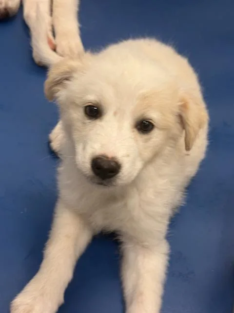 A baby large-sized female Mixed Breed dog named Celina for adoption in Dallas, TX