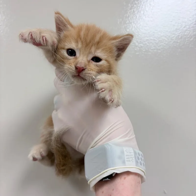 A baby small-sized male Orange / Red Domestic Short Hair cat named Jim for adoption in Reno, NV