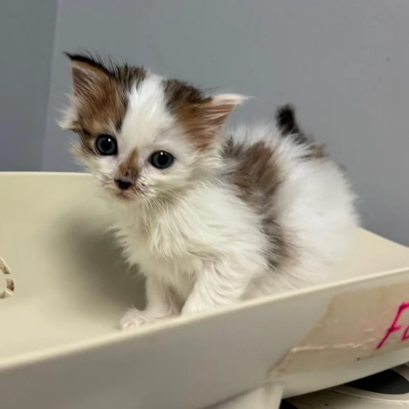 A baby small-sized male White Domestic Short Hair cat named Cheddar Bay Biscuit for adoption in Columbus, GA