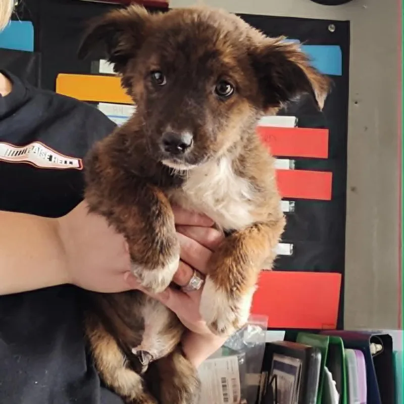 A baby small-sized male Brindle Australian Shepherd dog named Sour Cream Dream for adoption in Pulaski, TN