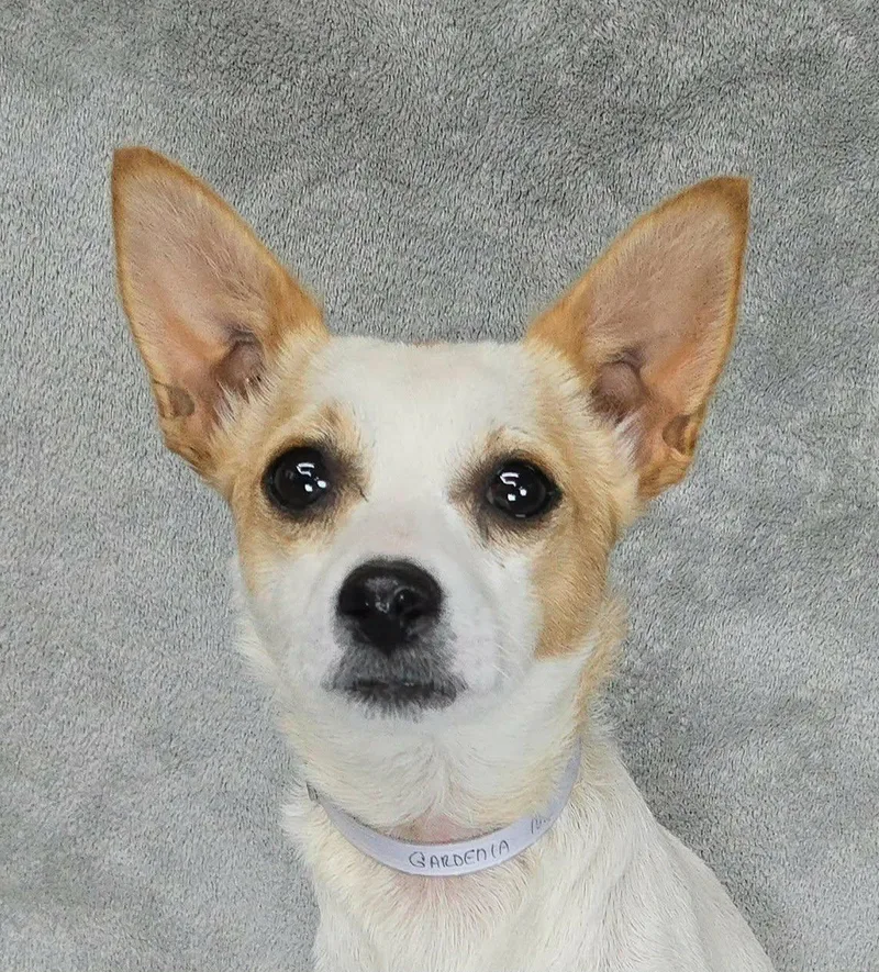 A young small-sized female White / Cream Chihuahua dog named Gardenia for adoption in Newport, TN