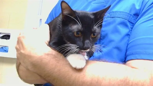 A baby medium-sized female Domestic Short Hair cat named Crescendoll for adoption in Cookeville, TN