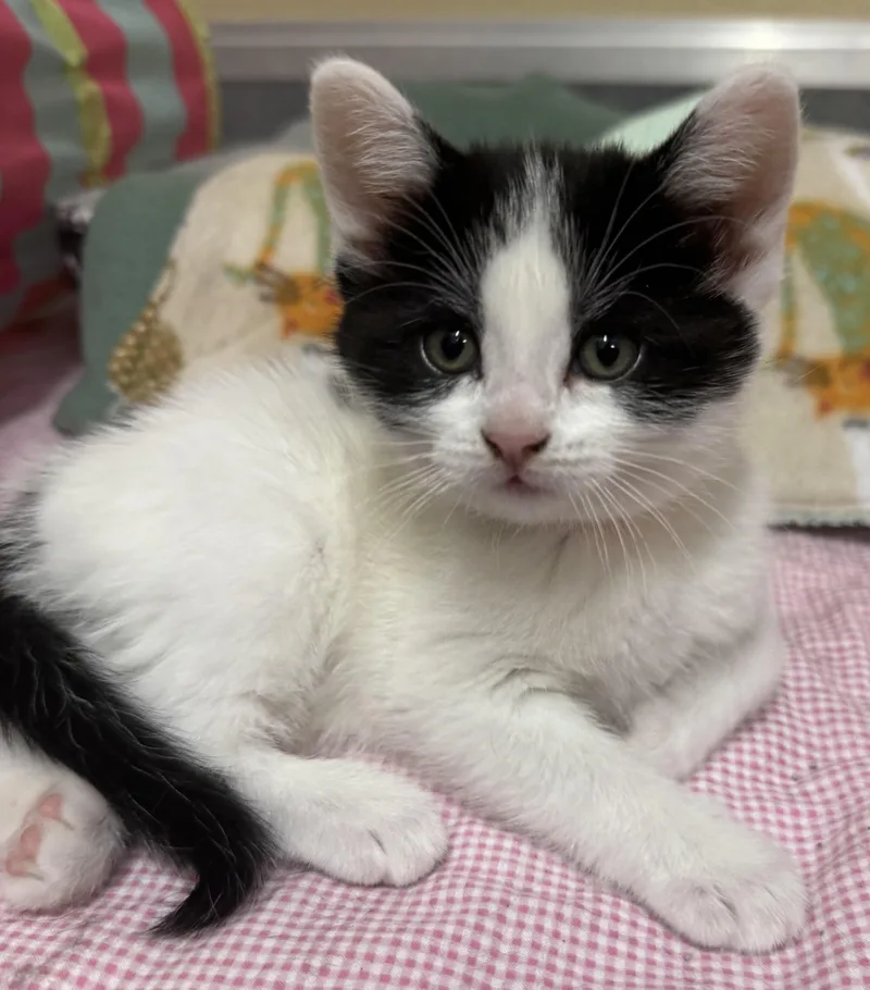 A baby medium-sized female Black & White / Tuxedo Domestic Short Hair cat named Tansy for adoption in Tomah, WI