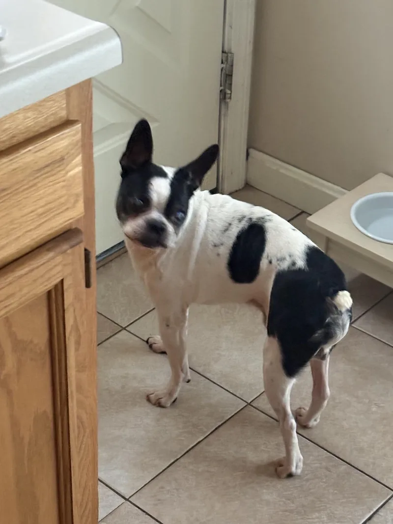 A senior small-sized male Boston Terrier dog named Magoo for adoption in New York, NY
