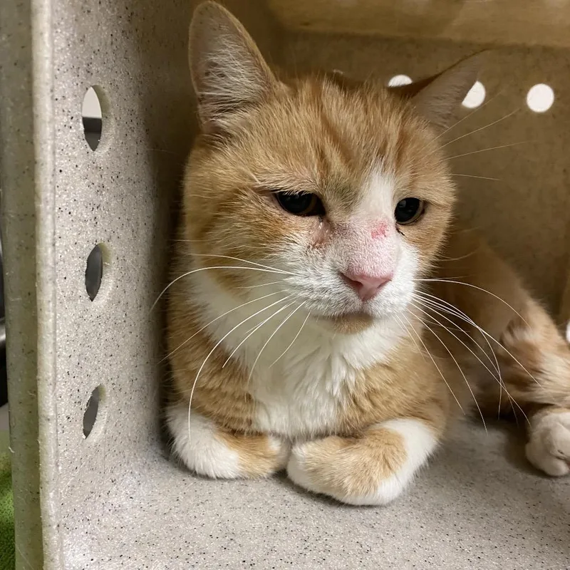 A senior large-sized male Domestic Short Hair cat named Max for adoption in Reno, NV