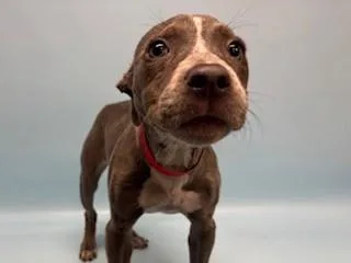 A baby large-sized female Terrier dog named Roxie for adoption in Golden Valley, MN