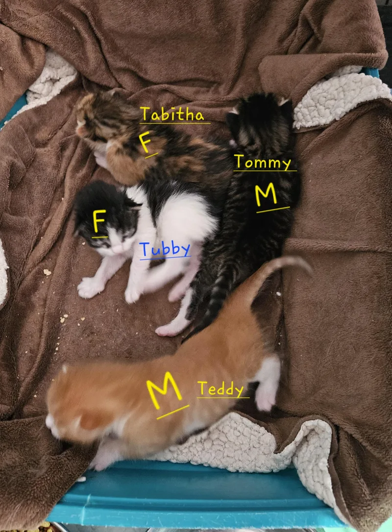 A baby small-sized male Domestic Short Hair cat named Teddy for adoption in Nucla, CO
