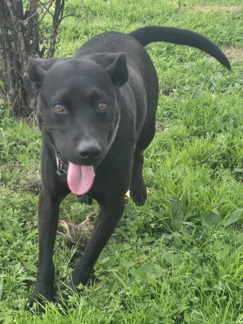 An adult medium-sized male Black Labrador Retriever dog named Arthur a sweet for adoption in Houston, TX
