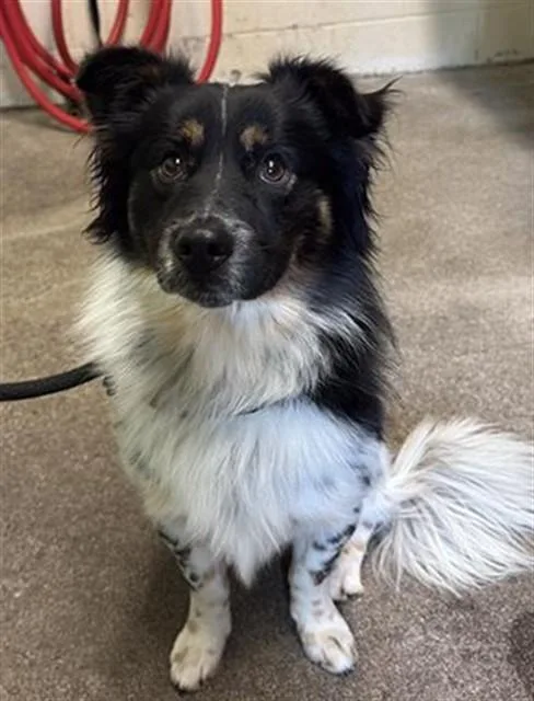 A young medium-sized male Cardigan Welsh Corgi dog named A for adoption in Sacramento, CA