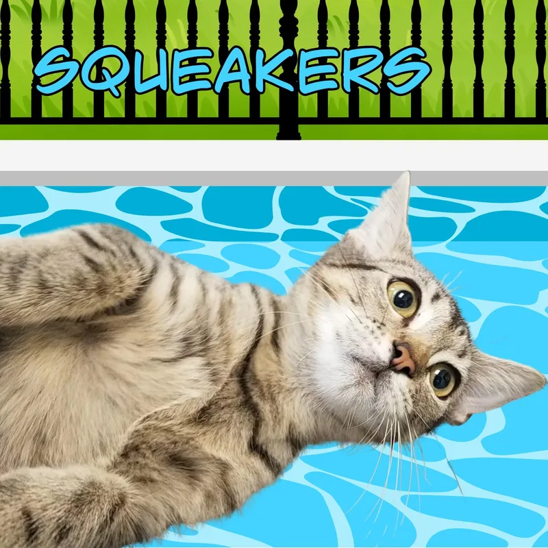 A young small-sized female Tabby (Gray / Blue / Silver) Domestic Short Hair cat named Squeakers for adoption in Aransas Pass, TX