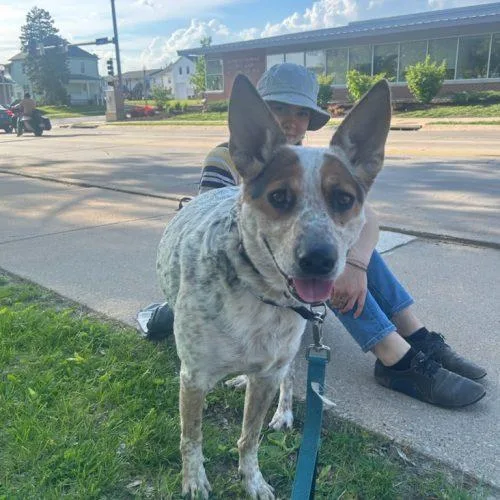 A young medium-sized male Merle (Blue) Australian Cattle Dog / Blue Heeler dog named Cash for adoption in Kirksville, MO