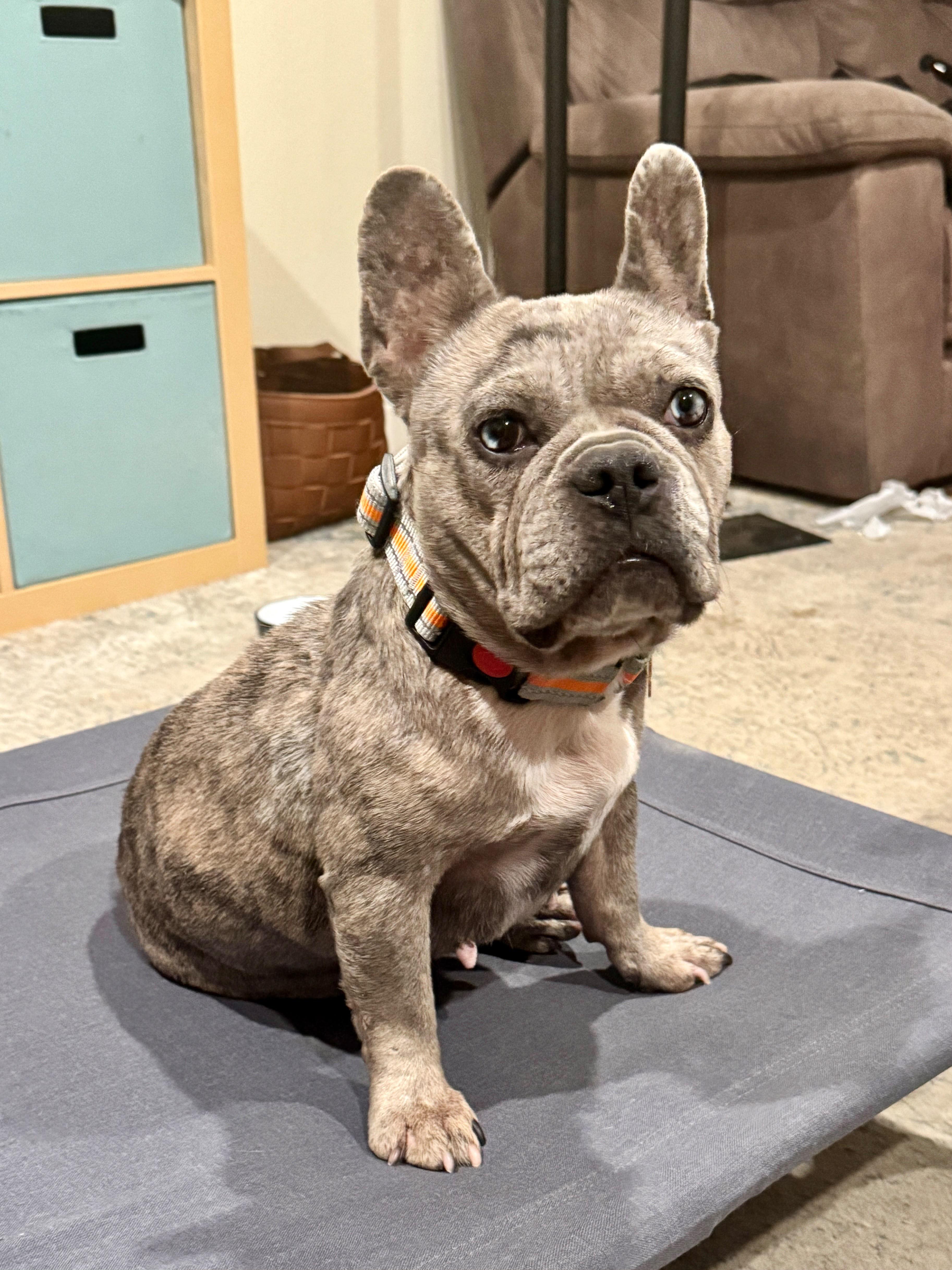 An adult small-sized female Merle (Blue) French Bulldog dog named Annie for adoption in Penryn, CA