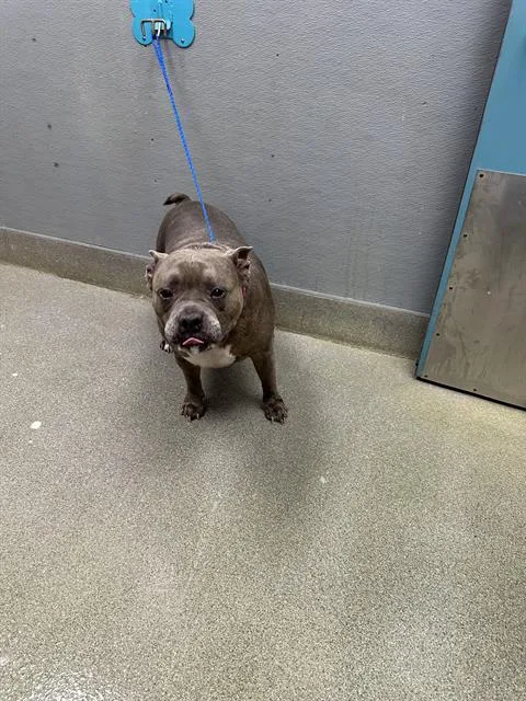 An adult large-sized female Pit Bull Terrier dog named Chata for adoption in Las Vegas, NV