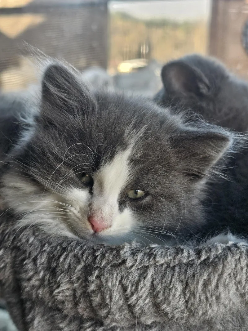 Lady Fuzzybottom thumbnail 2