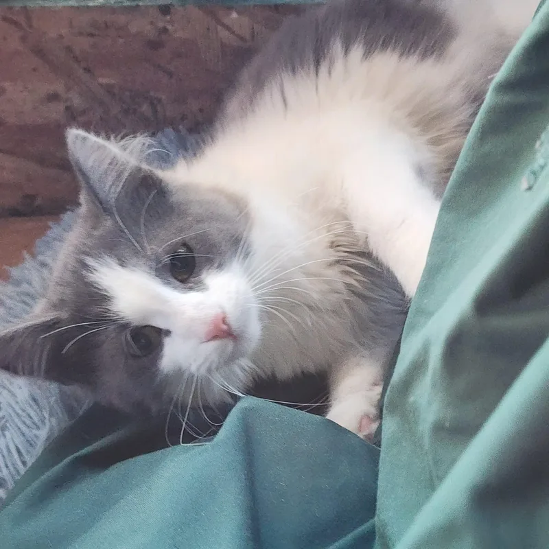 Lady Fuzzybottom thumbnail 3