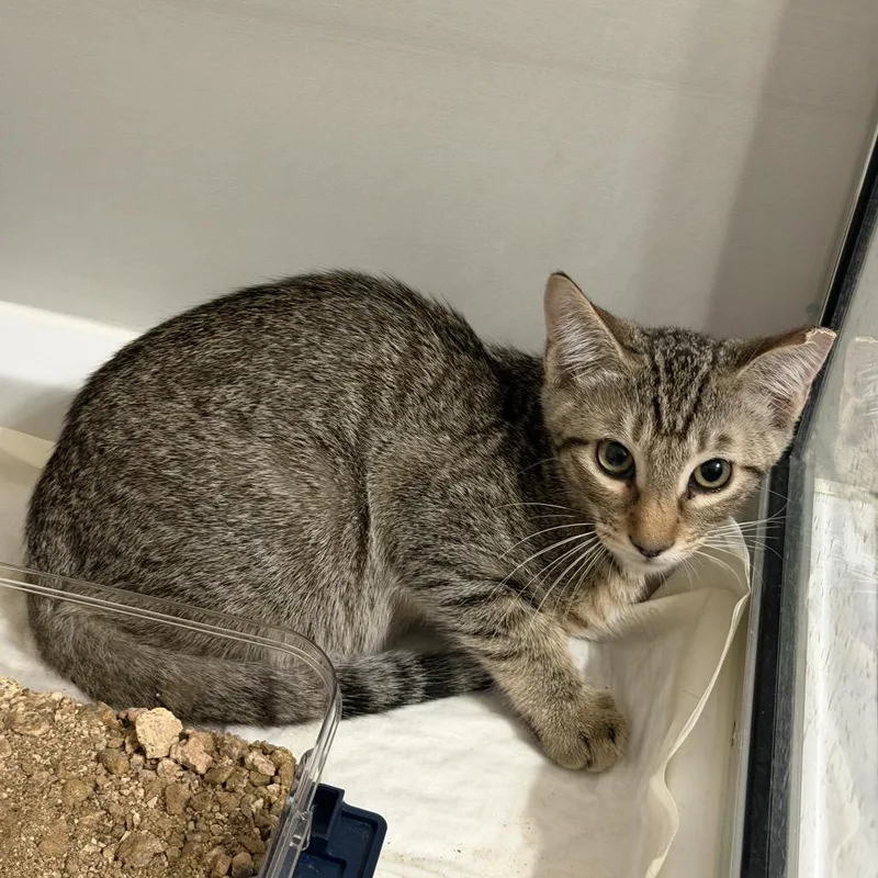 A baby small-sized male Brown / Chocolate Domestic Short Hair cat named Churro for adoption in Midland, TX