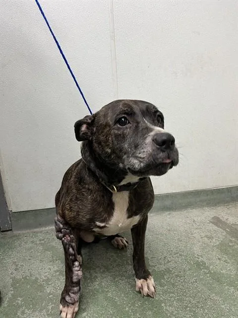 A young large-sized female Terrier dog named Ruby for adoption in Miami, FL