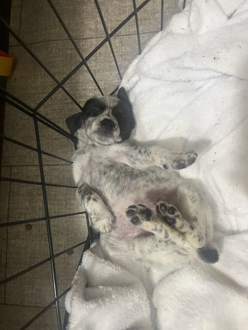 A baby medium-sized female Australian Cattle Dog / Blue Heeler dog named Meadow for adoption in Penryn, CA